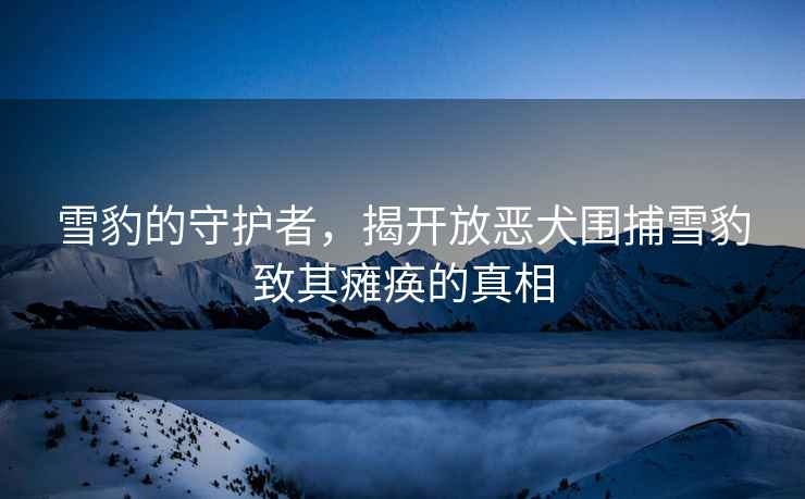 雪豹的守护者，揭开放恶犬围捕雪豹致其瘫痪的真相